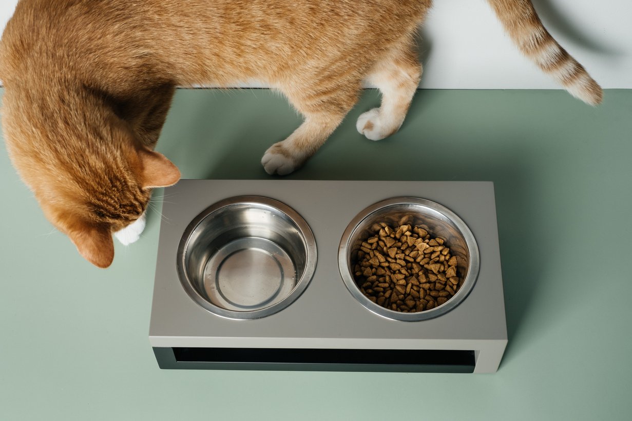 Cat and Feeder with Pet Food