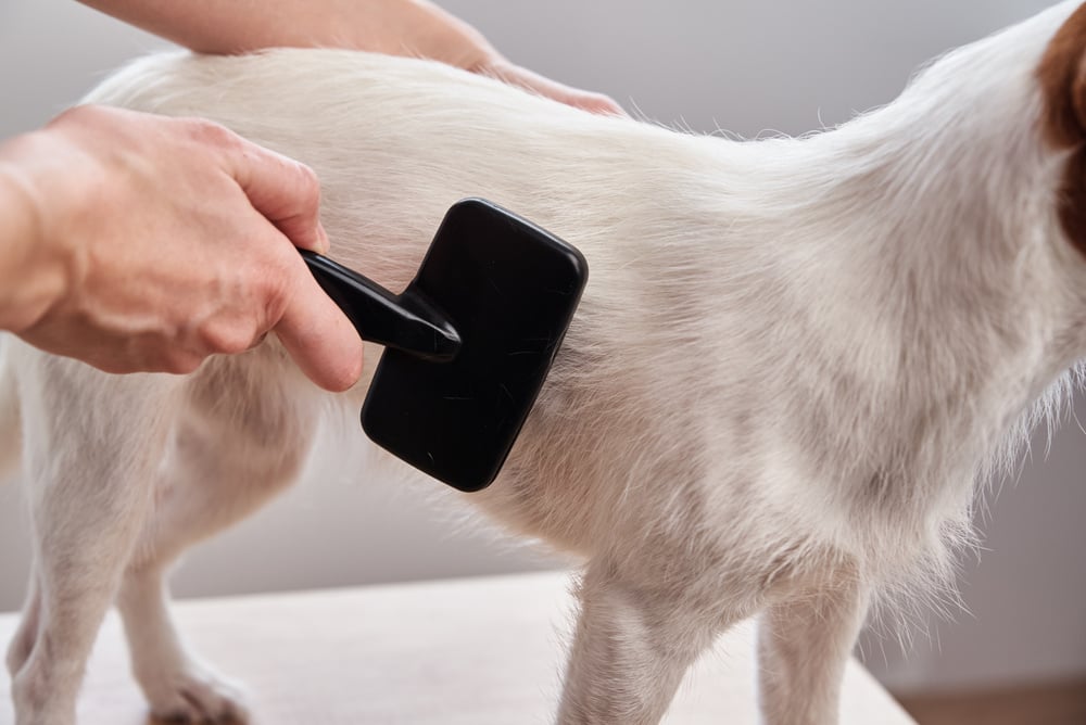 Person Brushing Dog's Hair