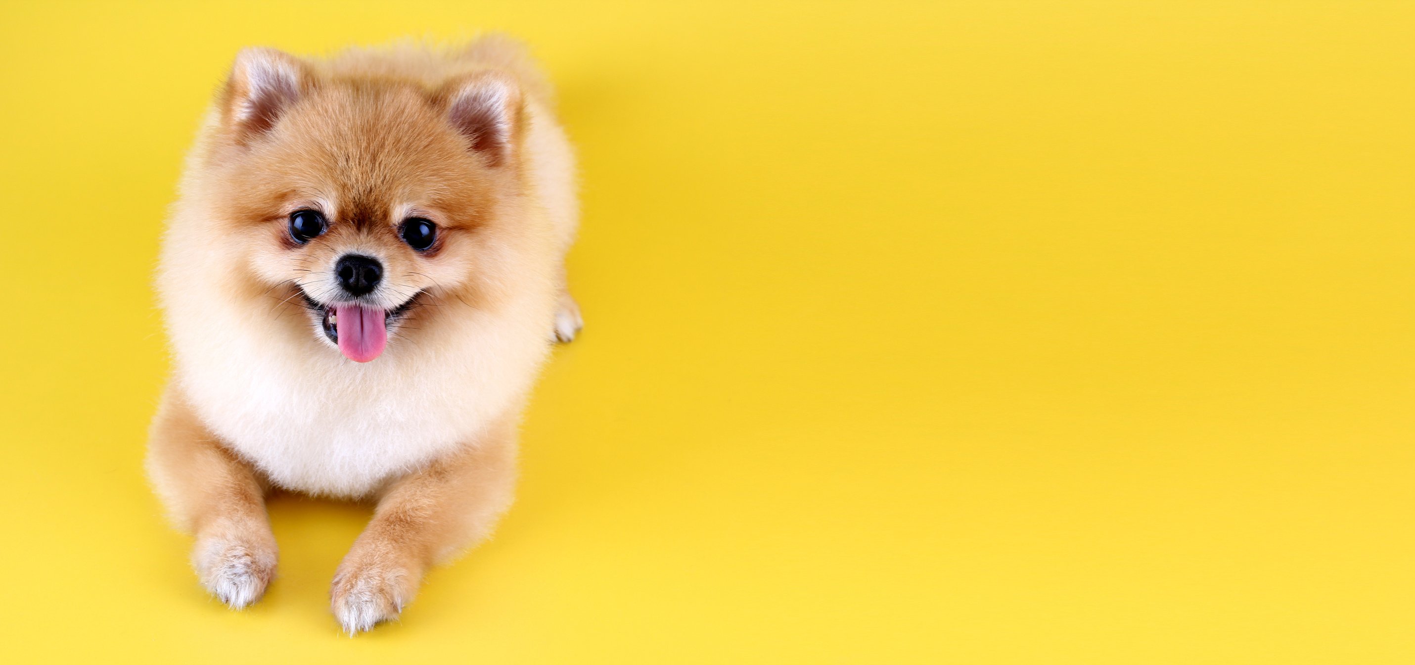 Pomeranian dog with yellow backdrop.