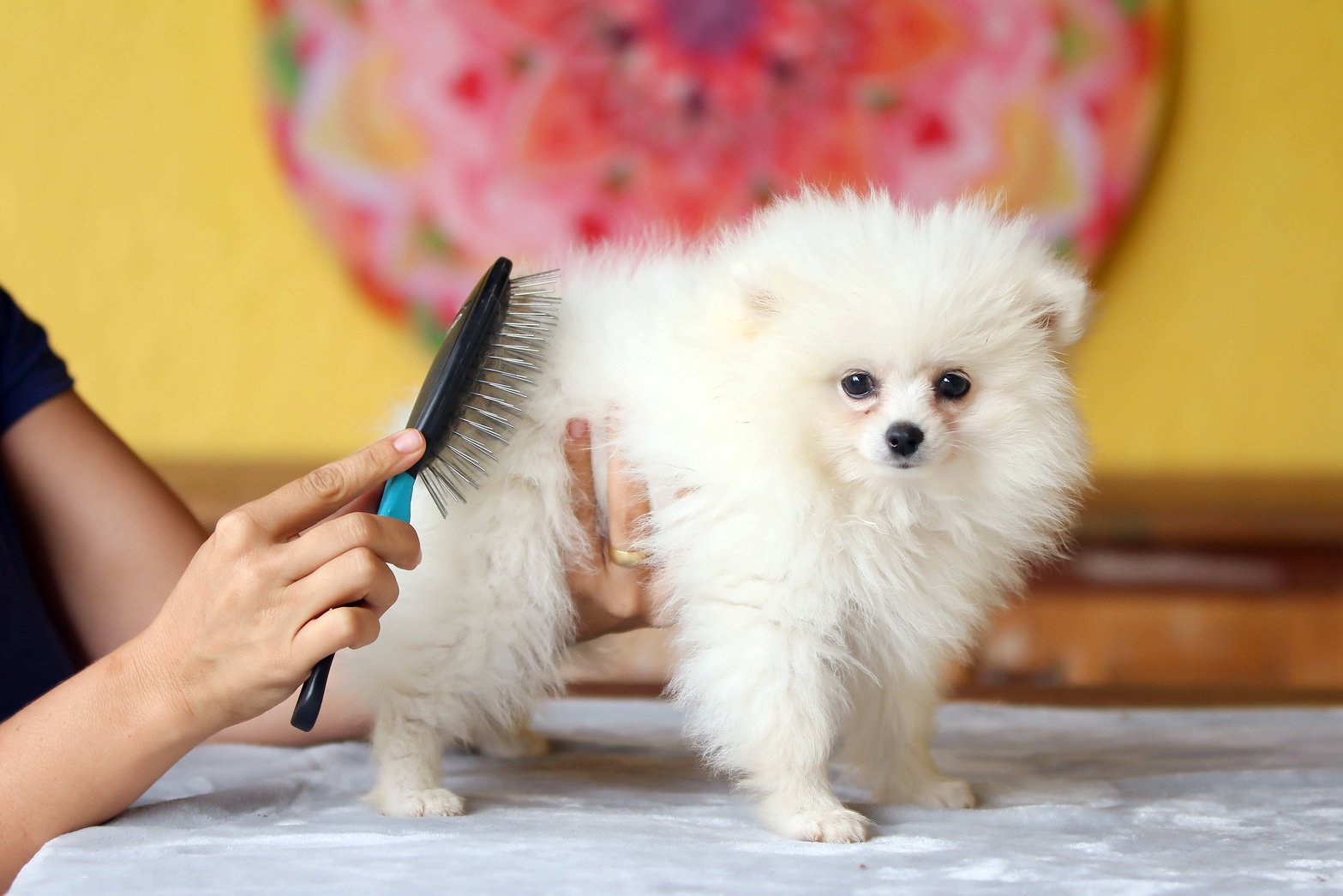 spitz dog, brushing, hygiene, petshop, bathing, pomeranian, paw