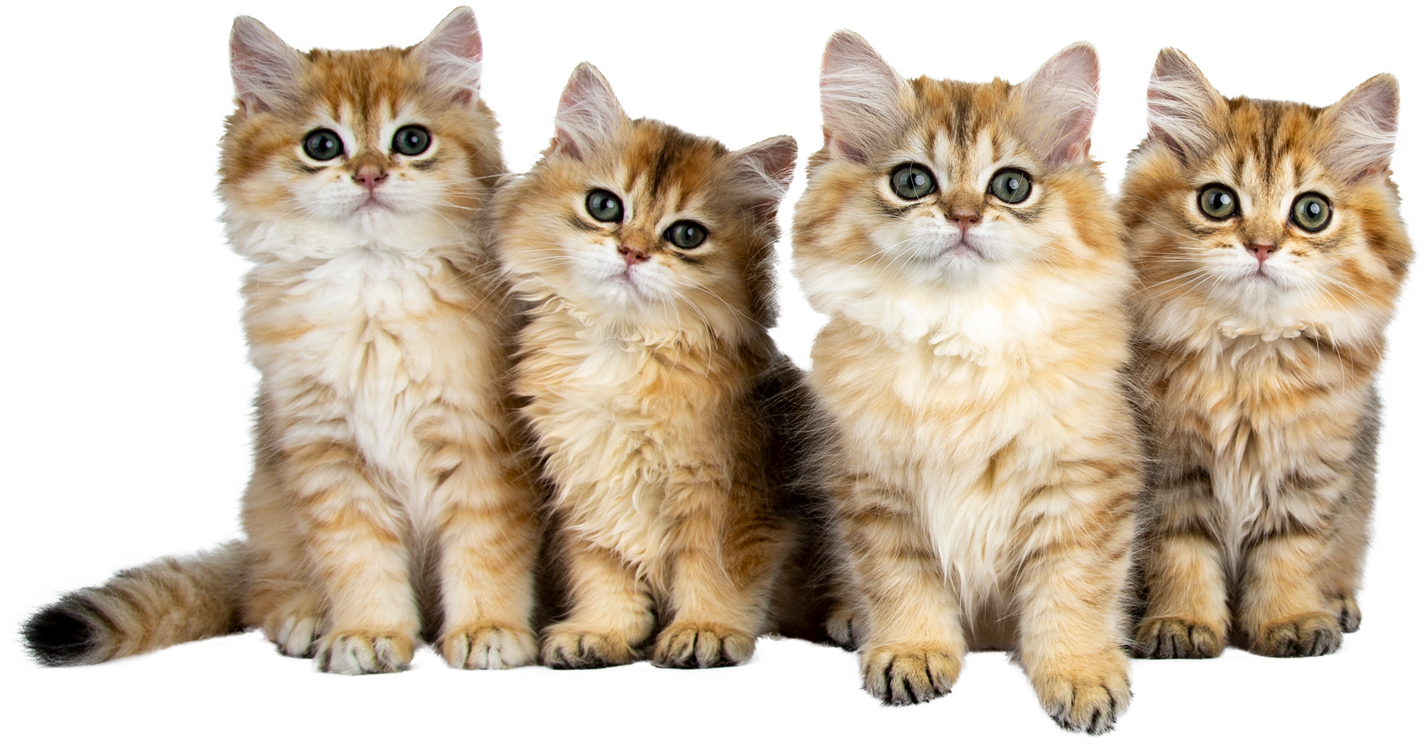 Four British Longhair Kittens Cutout